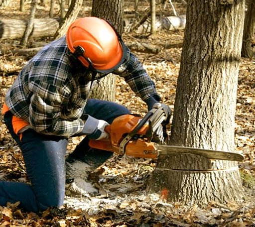 Tree Removal in Victory Mills, NY